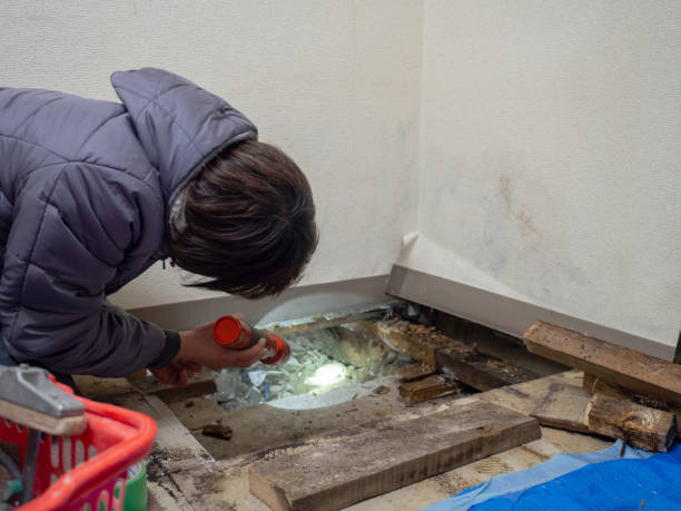 Professional Mold Removal in Brownsboro, TX